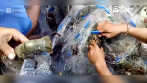 Dân Khánh Hòa bắt hàng tấn tôm hùm, cá bớp sổ lồng sau bão