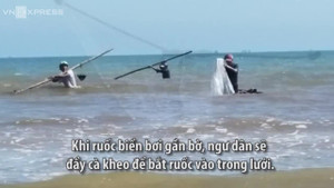 Video: Đi cà kheo bắt ruốc biển thu tiền triệu mỗi ngày