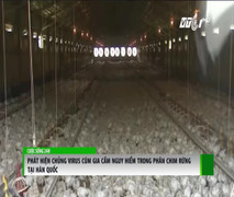 Phân chim rừng: Chủng virus cúm gia cầm nguy hiểm