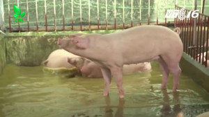 Nông dân Hà Nội cho lợn nghe nhạc Pháp để nâng cao chất lượng thịt