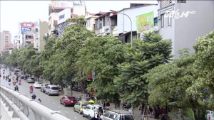 Đề xuất chặt bớt cây hoa sữa, công ty cây xanh Hà Nội nói gì?