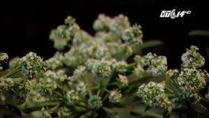 Tác hại khôn lường của hoa sữa