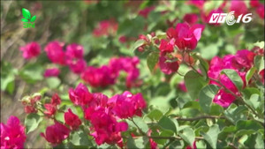 Người trồng hoa Bến Tre điêu đứng vì tin đồn hoa giấy gây ung thư