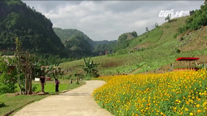 Thung lũng hoa Mộc Châu rực rỡ sắc màu