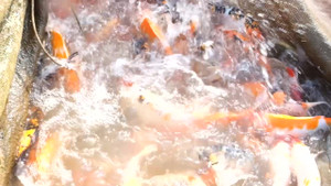 Video: Mục sở thị nuôi cá koi trên sông Hồng bỏ túi hàng tỷ đồng