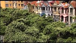 Cây hoa sữa có đáng bị cắt tỉa, chặt hạ?