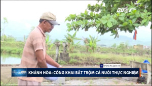 Khánh Hòa: Dân ngang nhiên câu trộm hàng tấn cá nuôi thực nghiệm