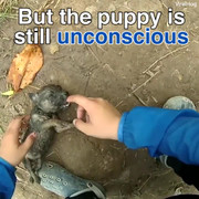 Clip phượt thủ Bến Tre 'hồi sinh' cún con ngạt nước gây bão mạng thế giới