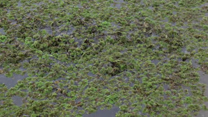 Video: Cách nuôi bèo hoa dâu kiếm hàng chục triệu đồng/tháng