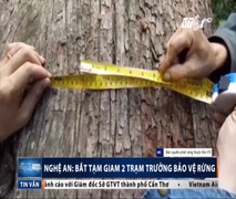 Clip: Bắt 2 trạm trưởng kiểm lâm phá rừng ở Nghệ An