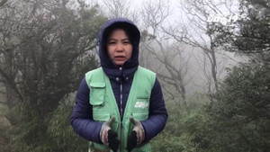 Video: Rét đậm, sương dày đặc trên đỉnh Phia Oắc, Cao Bằng