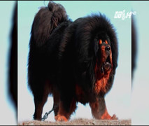 Hết thời, chó Ngao Tây Tạng biến thành món ăn trong nồi lẩu