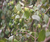 Hà Nội: Bỏ 15.000 đồng ăn táo thả ga ngay tại vườn