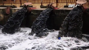 Hà Nội: Dân xã Lam Điền buộc phải dùng nước ô nhiễm đen ngòm tưới rau