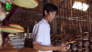 Vua nấm linh chi đất Đồng Nai kiếm hàng tỷ đồng/năm