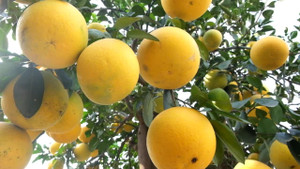 Video: Chiêm ngưỡng cây bưởi diễn giá 100 triệu đồng chơi Tết