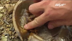 Nhầm lẫn so với sam biển, nhiều người mất mạng