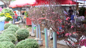 Video: Đào Nhật Tân xuống phố đón Tết sớm