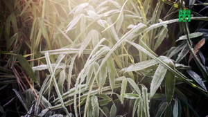 Chuyên gia khí tượng: Đêm nay, Fansipan có thể có tuyết, Mẫu Sơn có băng