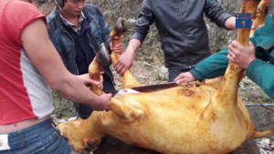 Lào Cai: Xẻ thịt trâu, nghé chết rét bán la liệt trên quốc lộ