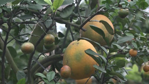 Video: Lão nông ghép 11 loại quả trên cây bưởi, kiếm hơn nửa tỷ đồng/năm