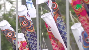 Video: Tận mục cánh đồng cá koi siêu lạ lần đầu xuất hiện ở Việt Nam