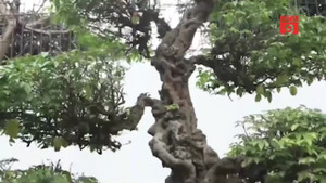 Video: Cặp khế cổ hơn 400 năm tuổi của vua Gia Long