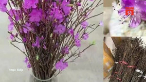 Video: Sự thật về 'hoa đỗ quyên ngủ đông' đang gây sốt thị trường