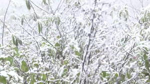 Video: Du khách thích thú ngắm tuyết rơi ở Sa Pa