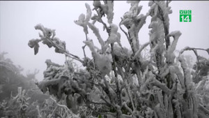 Cây cỏ đông cứng vì băng giá, du khách thích thú kéo lên Mẫu Sơn