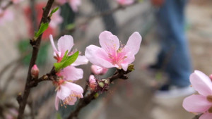 Video: Đào đá vượt trăm cây số nườm nượp về xuôi đón Tết