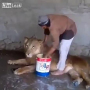 Clip: Người đàn ông kỳ cọ cho sư tử đơn giản như tắm cho mèo