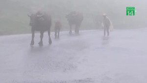 Trên 300 con gia súc chết trong đợt rét kỷ lục ở Lào Cai