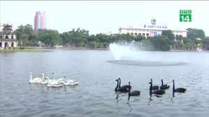 Vì sao đàn thiên nga ở Hồ Gươm bị bắt lại chỉ sau một đêm?