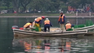 Video: Quây lưới nhốt thiên nga đề phòng bắt trộm, ném đá