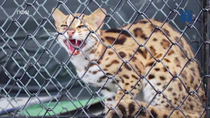 Cận cảnh mèo rừng quý hiếm có bộ lông báo gấm vừa xuất hiện ở Hà Tĩnh