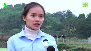 Cô giáo bỏ nghề về quê trồng trà xanh kiếm 150 triệu đồng/tháng