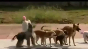 Bật cười vì những chú chó thông minh nhất hành tinh