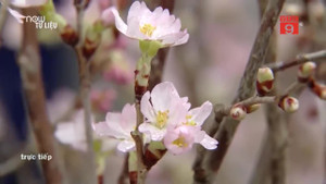 Hà Nội sắp xuất hiện 'rừng' hoa anh đào Nhật Bản