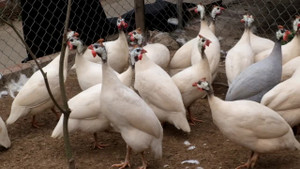 Video: Ngắm đàn gà sao đột biến, cực độc tại Hải Dương