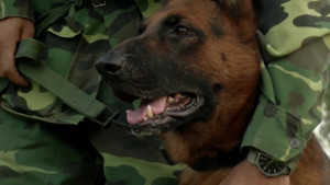 Những bật mí về quá trình huấn luyện chó nghiệp vụ