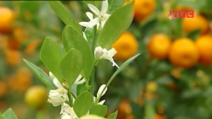 Bí quyết chăm đào, quất tươi lâu ngày Tết