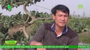 Chú chó đặc biệt có khả năng bắt chuột giỏi hơn mèo