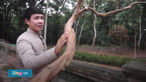 Video: Cây ổi gần 100 tuổi 'gãi là cười' ở di tích Lam Kinh, Thanh Hóa