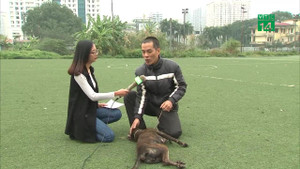 Chó Phú Quốc có phải giống chó thuần chủng của Việt Nam?