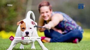 Nuôi chó giúp người độc thân sống thọ hơn