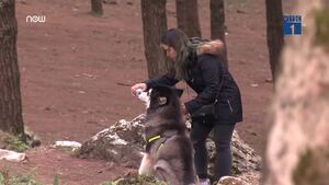 Gặp người nuôi chó cảnh đầu tiên ở Việt Nam