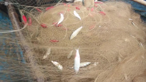 Clip: Cá trích mắc lưới, ngư dân gỡ mỏi tay