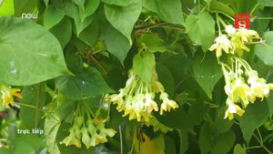 Giá trị tuyệt vời của hoa thiên lý không phải ai cũng biết