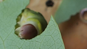 Clip sâu bướm béo múp ăn lá cây soàn soạt đốn tim dân mạng